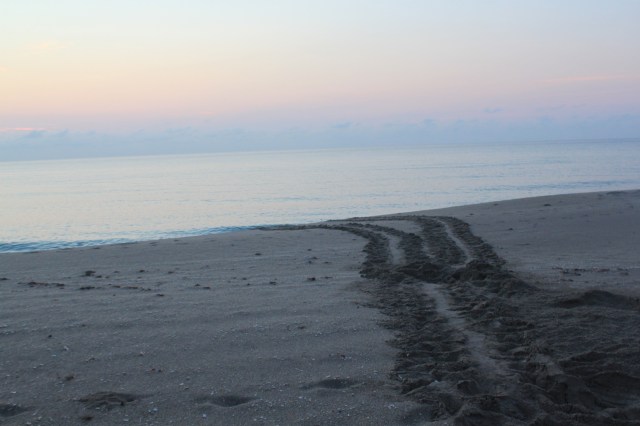 SeaTurtlesMay2013 006