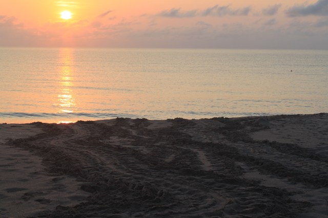 SeaTurtlesMay2013 025