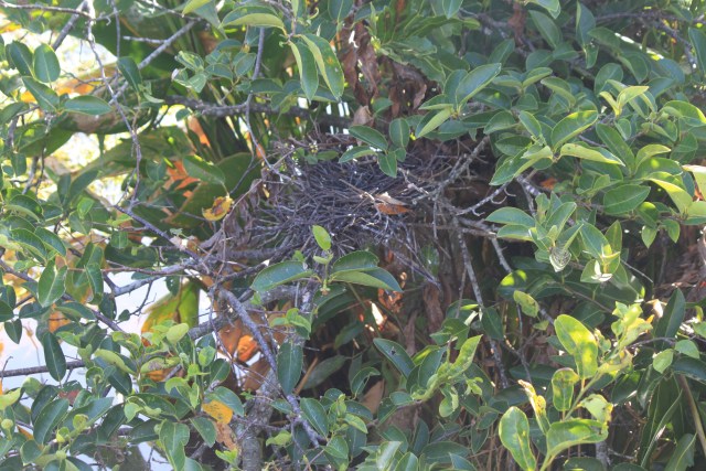 nest13