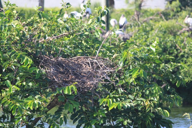 nest5