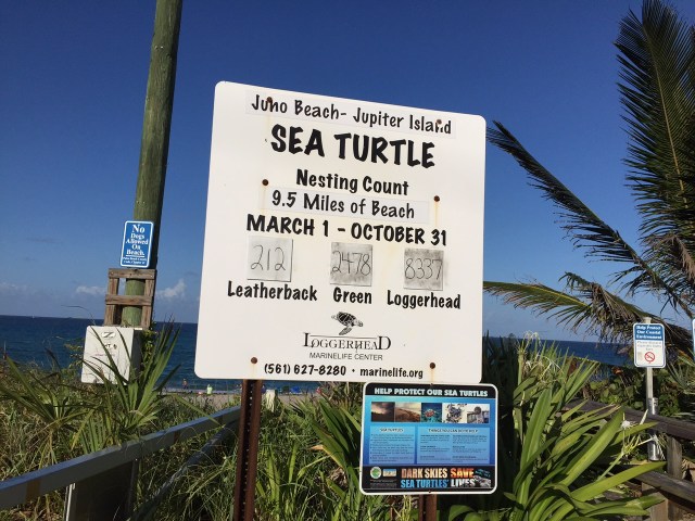 TurtlesJuly2015